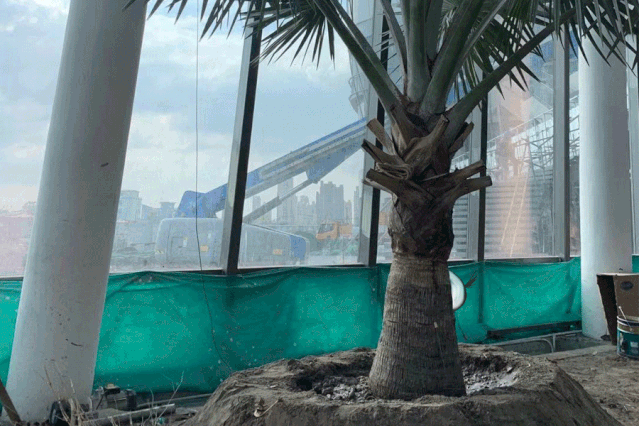 15米巨型榕树落地印象城!嘉定版"古巴比伦空中花园"!