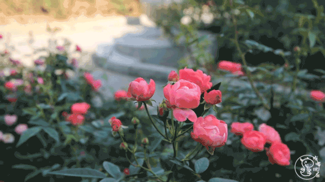 深圳人赏花,不出家门:月季花节,菊花节……太惊艳!