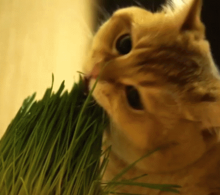铲屎官 猫草是猫咪的必需品吗 我家的猫不吃猫草怎么办 腾讯新闻