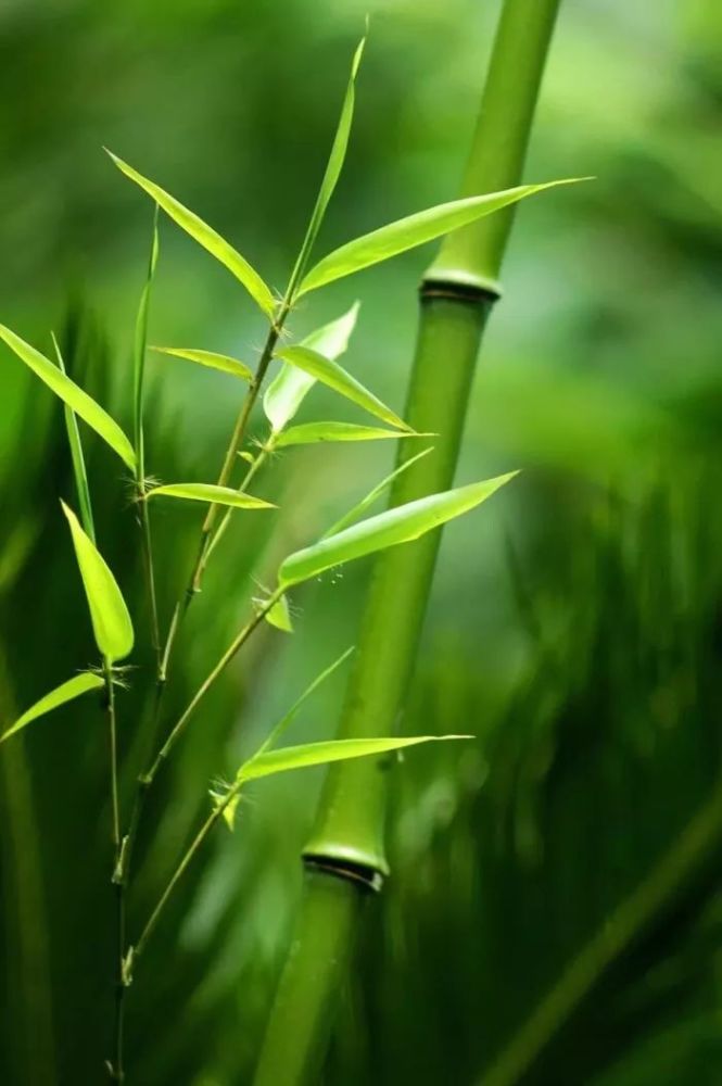 平常心壁纸高清图片-千图网