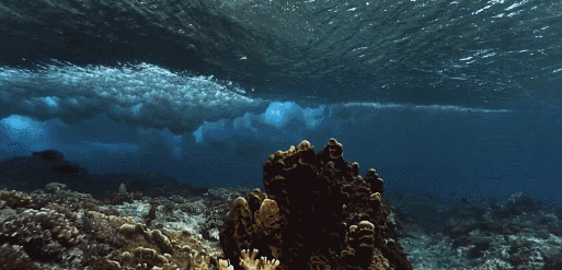 肾功能|海洋动物喝水各显神通，有的肾功能极其强大，有的自带高科技