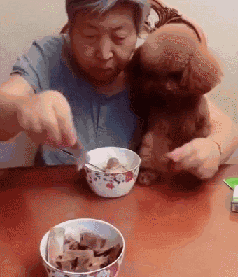 爷爷奶奶带大的贵宾真的很不一般