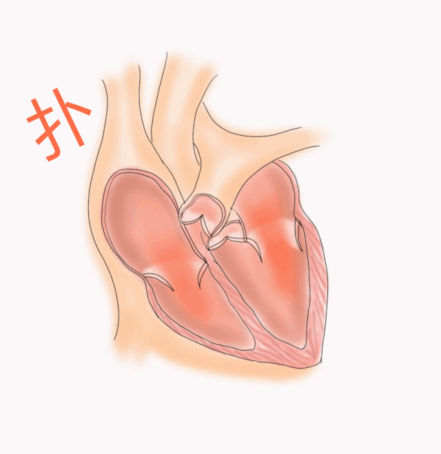 心脏瓣膜动图图片