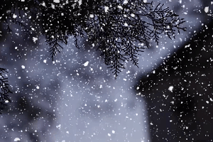 师院也澄净了我们的心灵雪花悠悠然飘落下仿佛舞动的精灵倾尽了它入冬