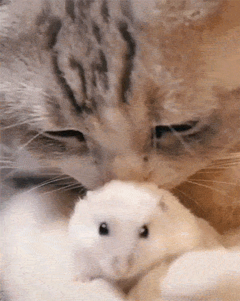 350_438竖版 竖屏gif 动态图 动图