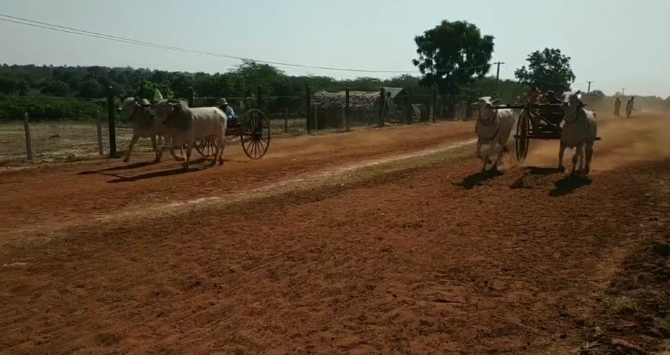 2019年12月10日,曼德勒消息: 缅甸是一个农业国,牛在农业生产中发挥着