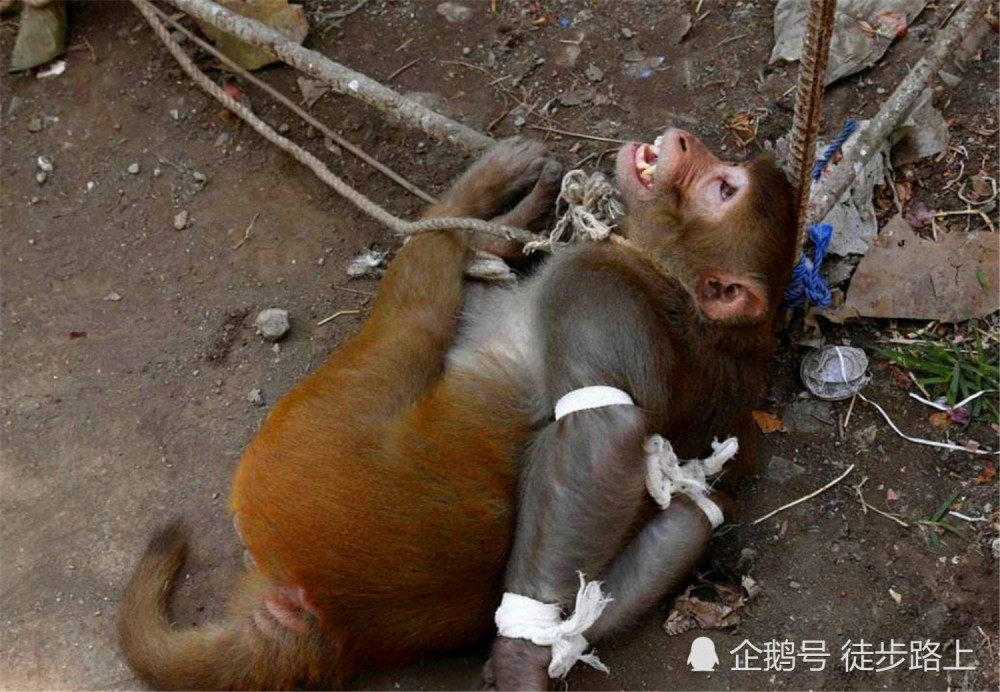 每天上千人被猴子袭击,印度为了这事连"人工智能"都搬出来了! - 腾讯