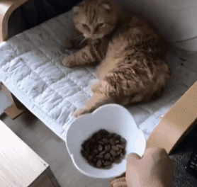 猫躺在沙发上等主人喂食,网友:养了个祖宗吧!