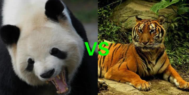 若把熊猫和老虎关在一个笼子里,熊猫会被吃掉吗?其实熊猫很凶猛