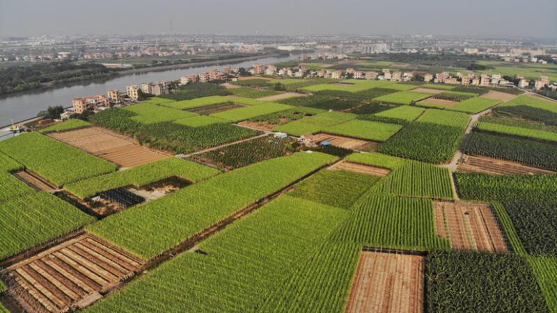 南沙区,乡村旅游,永乐农庄,东涌镇,百万葵园