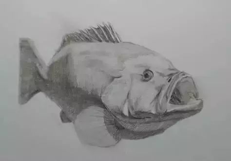 素描魚要注意哪些細節?