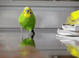 夺命的鹦鹉可可爱爱却让人白了肺