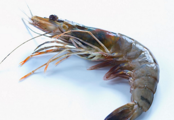 被一只虾夺命,男子感染"超级细菌",进icu到去世近3天!