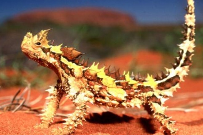 澳洲魔蜥饲养图片
