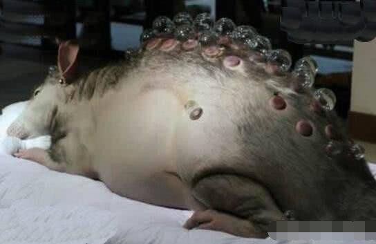 "鬼城"切尔诺贝利,发生核泄漏后,汽车一样大的老鼠真的存在吗