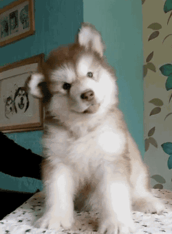 250_340竖版 竖屏gif 动态图 动图