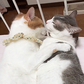 我的猫常常下重口咬我 是讨厌我吗 腾讯新闻