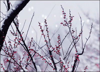 一捧雪意梅香的默读,云想衣裳花想容,而我,想的是过往前尘的你.
