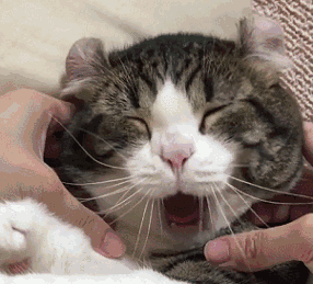 286_259gif 动态图 动图