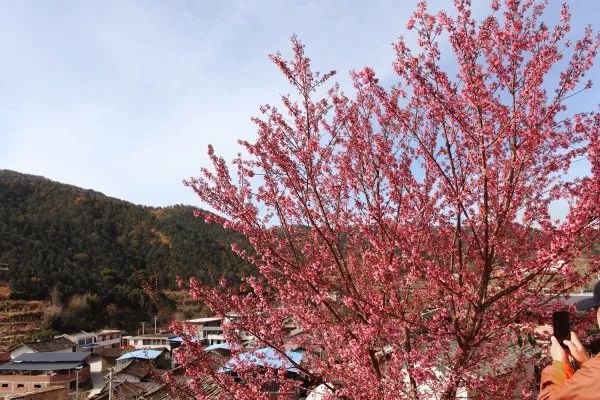 冬櫻花,仁和區,攀枝花市,櫻花,平地鎮,大田鎮