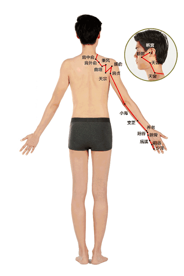 从下图可以看到,经过我们颈椎部分的,是手太阳小肠经.