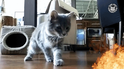 黑科技也抵不过朕的喵喵拳