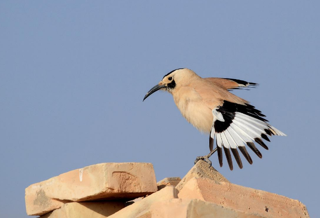 塔克拉玛干发现濒危动物,鼻孔长毛不怕风沙,喜欢将食物藏在沙里