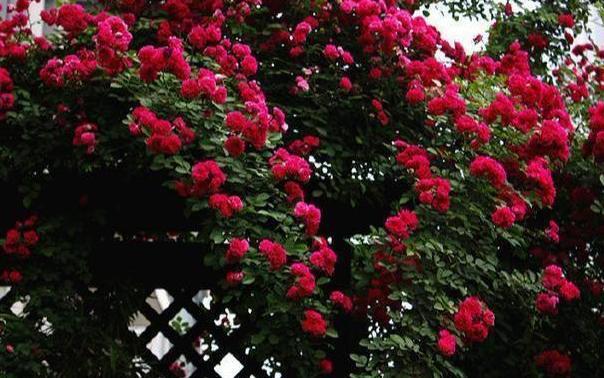 红木香,植物,花卉,灌木植物,盆栽