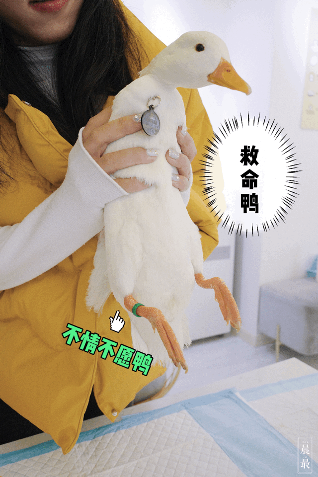 王思聪同款鸭鸭太可爱了!