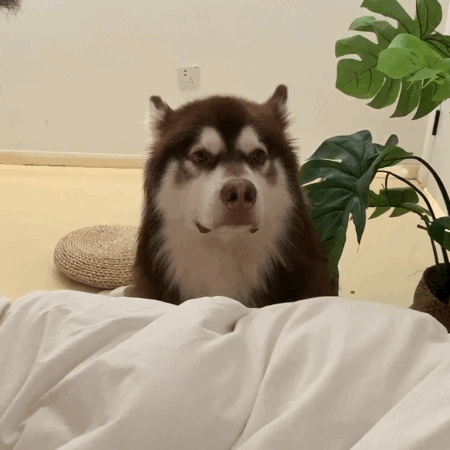 金毛主人你能不能不要跟这个女的过