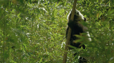 370_207gif 动态图 动图