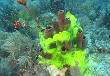 蟹老板|海绵宝宝里居然藏着这么多生物冷知识，小时候没看懂真的可惜了