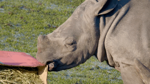 值得一提的是,小犀牛要学习一项特殊技能:闻大便.
