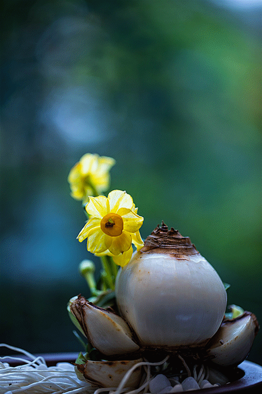 济南天下第一泉风景区第七届水仙展 暨第二届济南·漳州水仙花文化