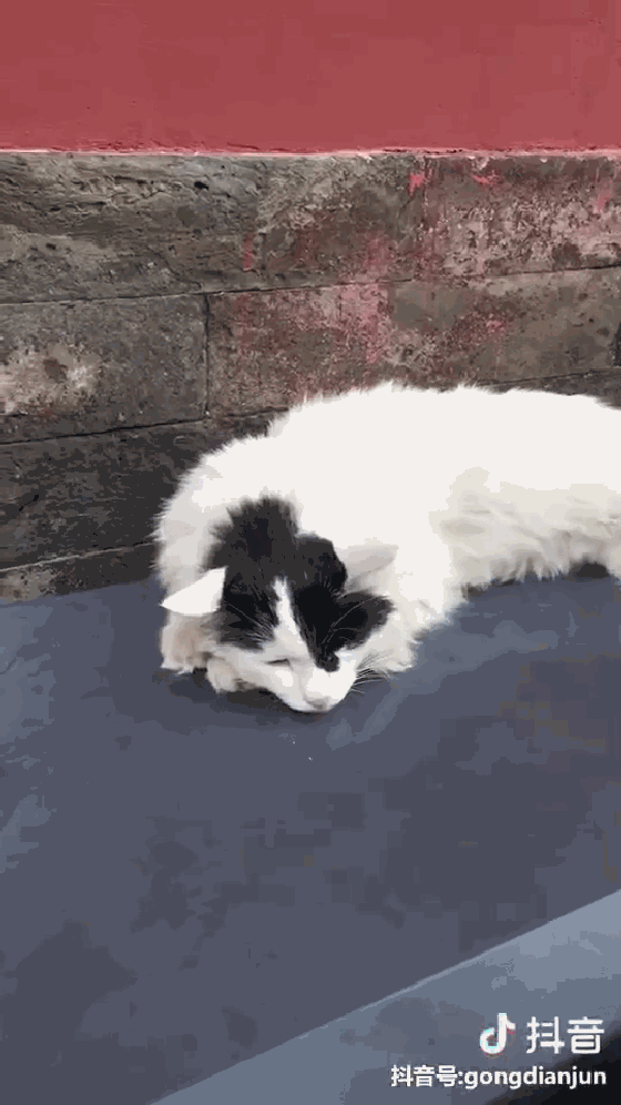 560_996竖版 竖屏gif 动态图 动图