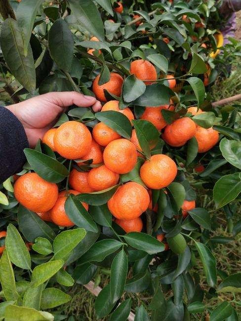 砂糖橘種植有哪些好處?