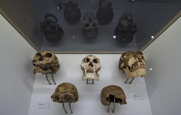 印尼爪哇岛发现离现代最近的直立人化石(示意图/达志影像/美联社)