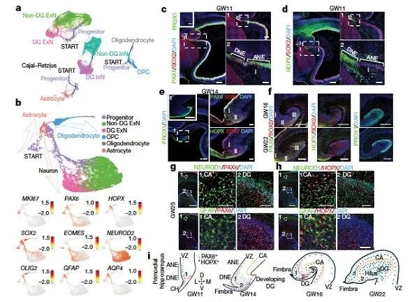 科學家繪製人類海馬體發育的細胞圖譜和基因調控網絡