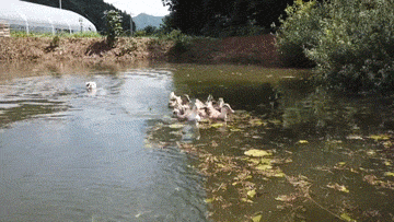 主人家的狗狗最近有一个爱好那就是追赶池塘里的小鸭子