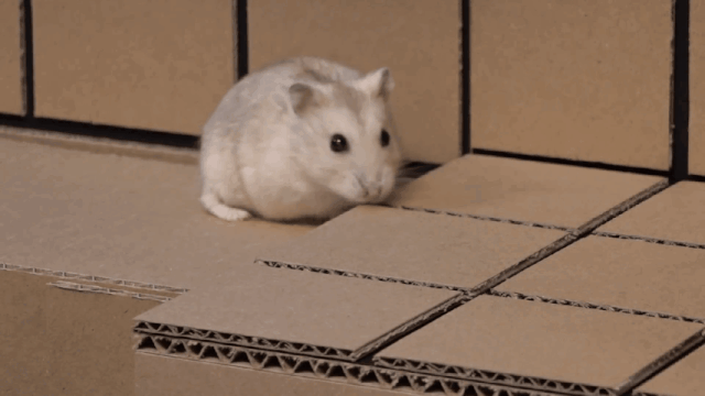 一只仓鼠是怎么混的比人还要精彩的