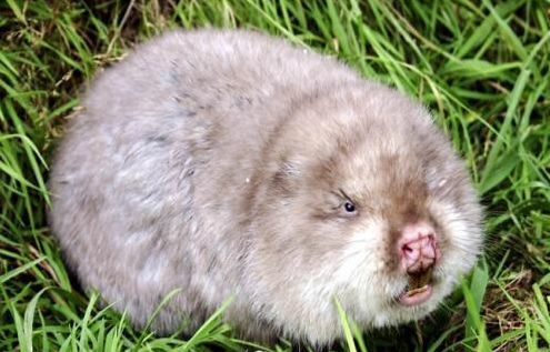 武汉菜市场野味曝光:17年前吃果子狸导致的非典,如今再次重演?