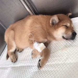 生日那天我收到一只星期狗