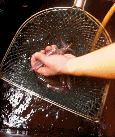 神秘的南澳灯光鱿鱼