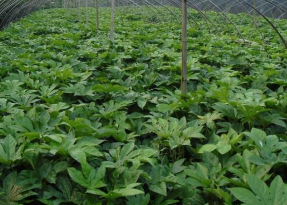 八角,大茴香,香料,农业,种植业