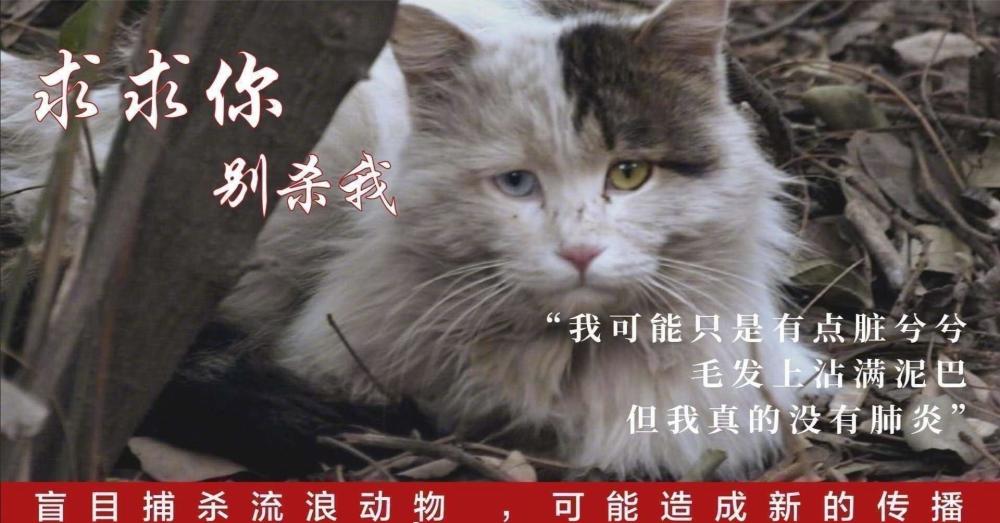 悲愤交加!趁主人被隔离检查,无锡一社区私自进入家中把猫咪活埋