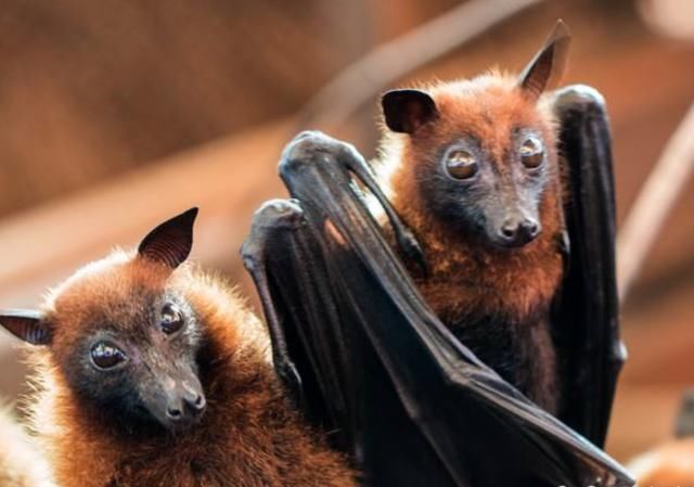 60万蝙蝠袭击澳大利亚!