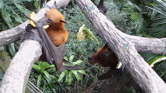 30万只"毒王"狗头蝙蝠席卷澳洲,能咬断人脖子,还带数十种病毒