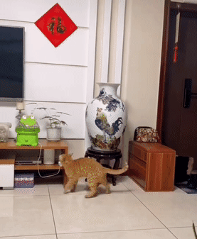 猫咪盯着花瓶看 下一秒的动作令人哭笑不得 网友 好奇心害死猫 腾讯新闻