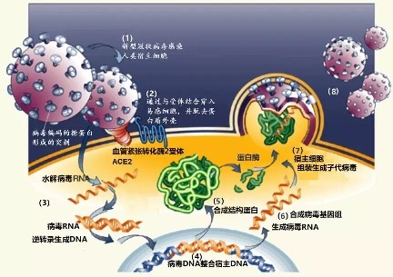 新型冠状病毒感染人类机制