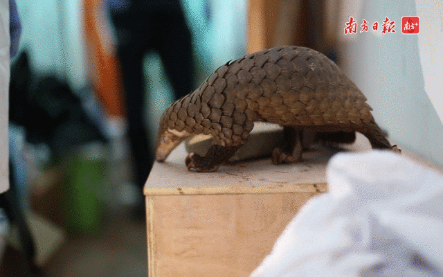 因为新型冠状病毒,这种动物重回热议焦点